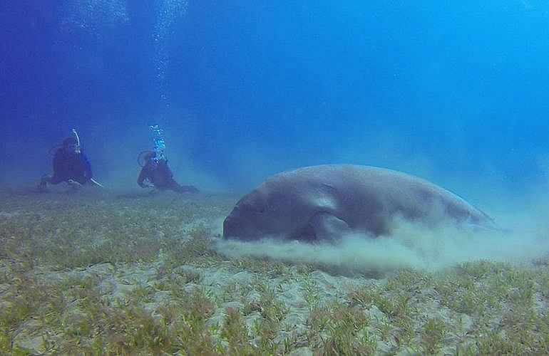 PADI Open Water Diver, der Einsteiger Tauchkurs 