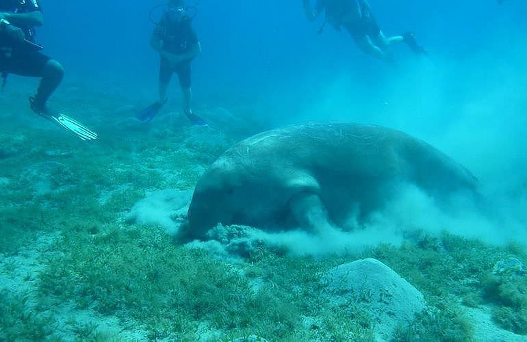 Auffrischungskurs: PADI Scuba Review Programm in El Quseir 