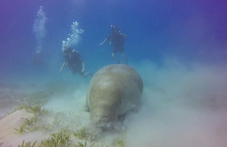 PADI Scuba Diver Kurs in El Quseir - Schnuppertauchkurs 1 Tag