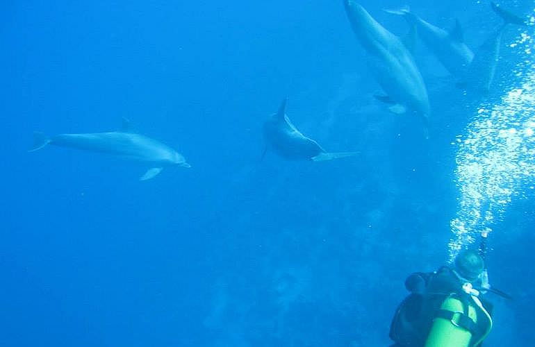 2-tägige Tauchsafari zum Sataya Dolphin Reef von El Quseir aus