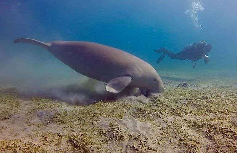 2-tägige Tauchsafari zum Sataya Dolphin Reef von El Quseir aus