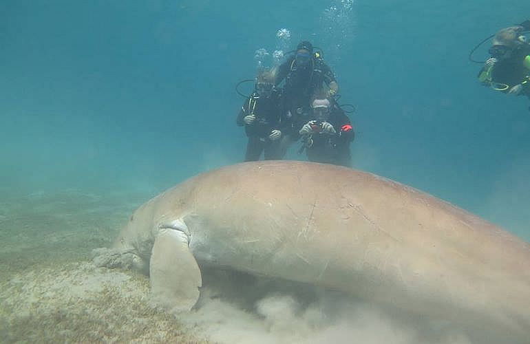 Fun Diving El Quseir - Ganztägige Tauchfahrt mit 2 Tauchgängen