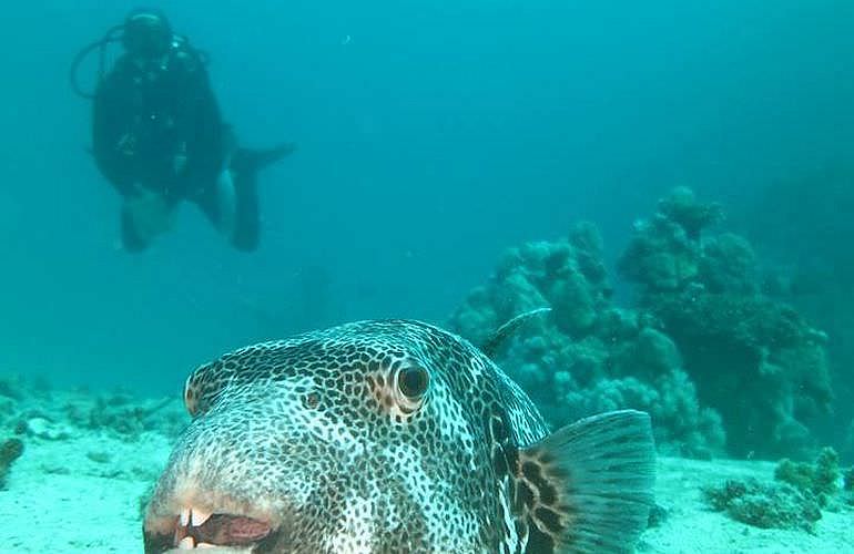 2-tägige Tauchsafari zum Sataya Dolphin Reef von El Quseir aus