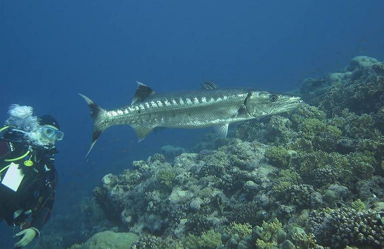 PADI Open Water Diver, der Einsteiger Tauchkurs 