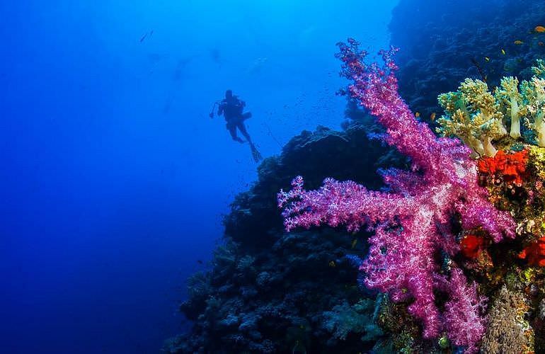 PADI Scuba Diver Kurs in El Quseir - Schnuppertauchkurs 1 Tag