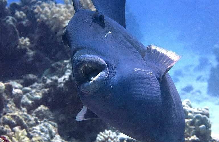 Fun Diving El Quseir - Ganztägige Tauchfahrt mit 2 Tauchgängen