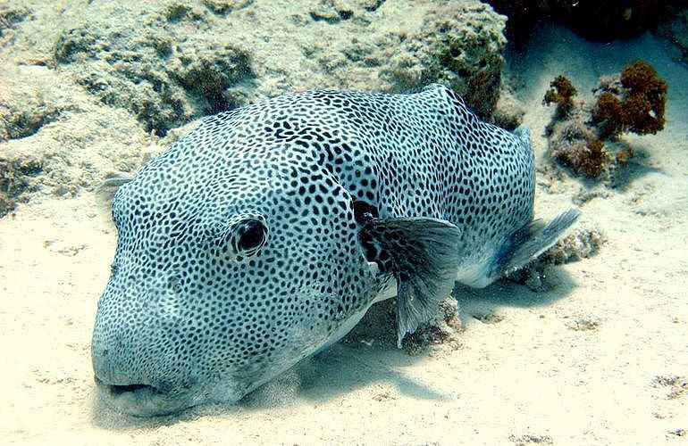 Fun Diving El Quseir - Ganztägige Tauchfahrt mit 2 Tauchgängen