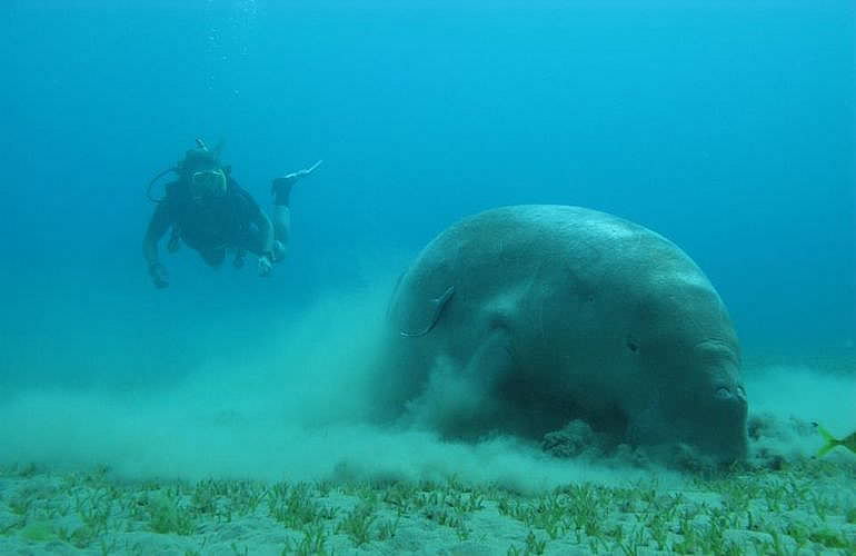 2-tägige Tauchsafari zum Sataya Dolphin Reef von El Quseir aus