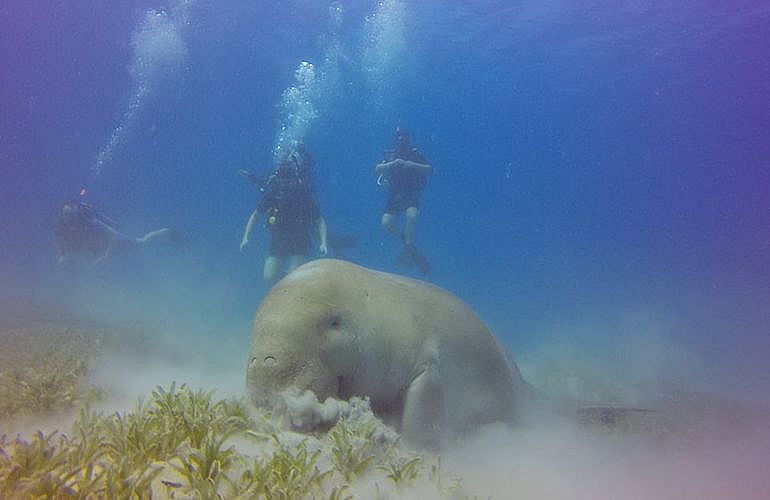 2-tägige Tauchsafari zum Sataya Dolphin Reef von El Quseir aus