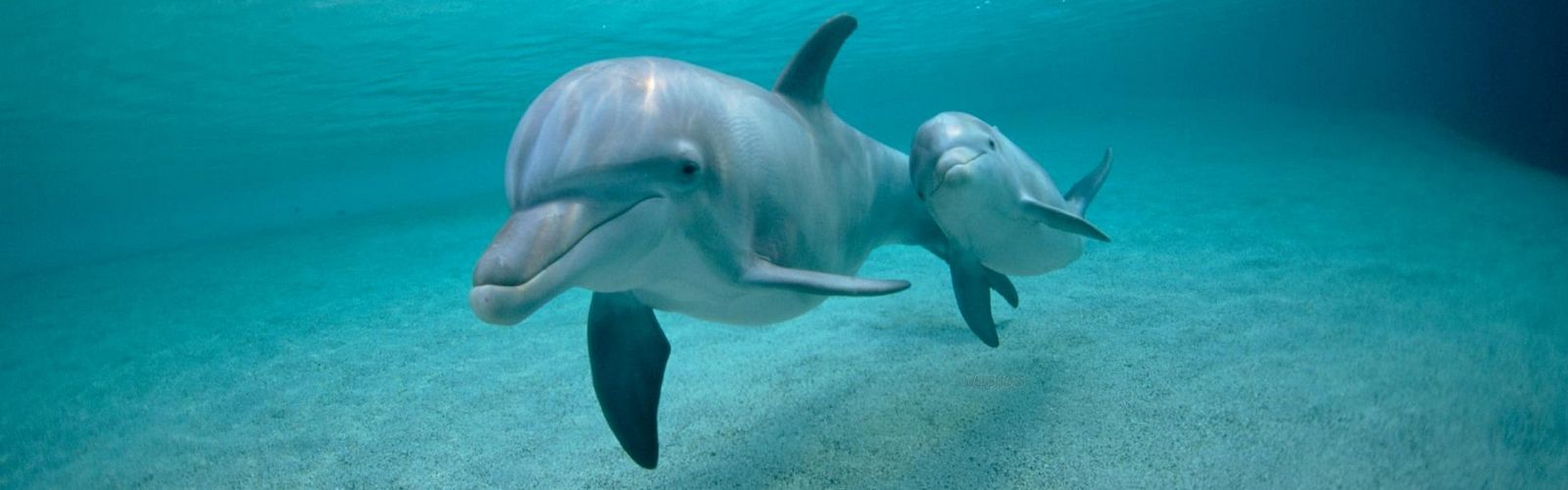 Die Top 5 Ausflüge zu den Delfinen 2022 | Delfin Tour El Quseir